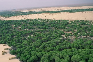 logo de Parque Nacional de Doñana