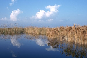 logo de Parque Nacional de las Tablas de Daimiel